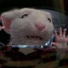I hate Stuart Little